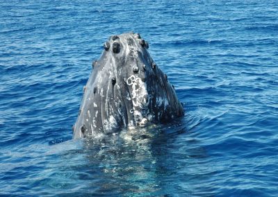 A Whale Watching You