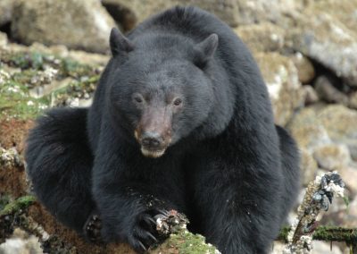 Coastal Black Bears