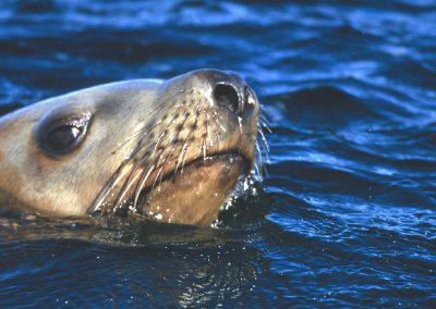 Sea Lion