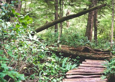 Meares Island Rainforest