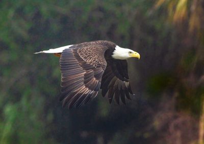 Majestic Bald Eagle