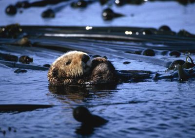 Sea Otter in the Kelp